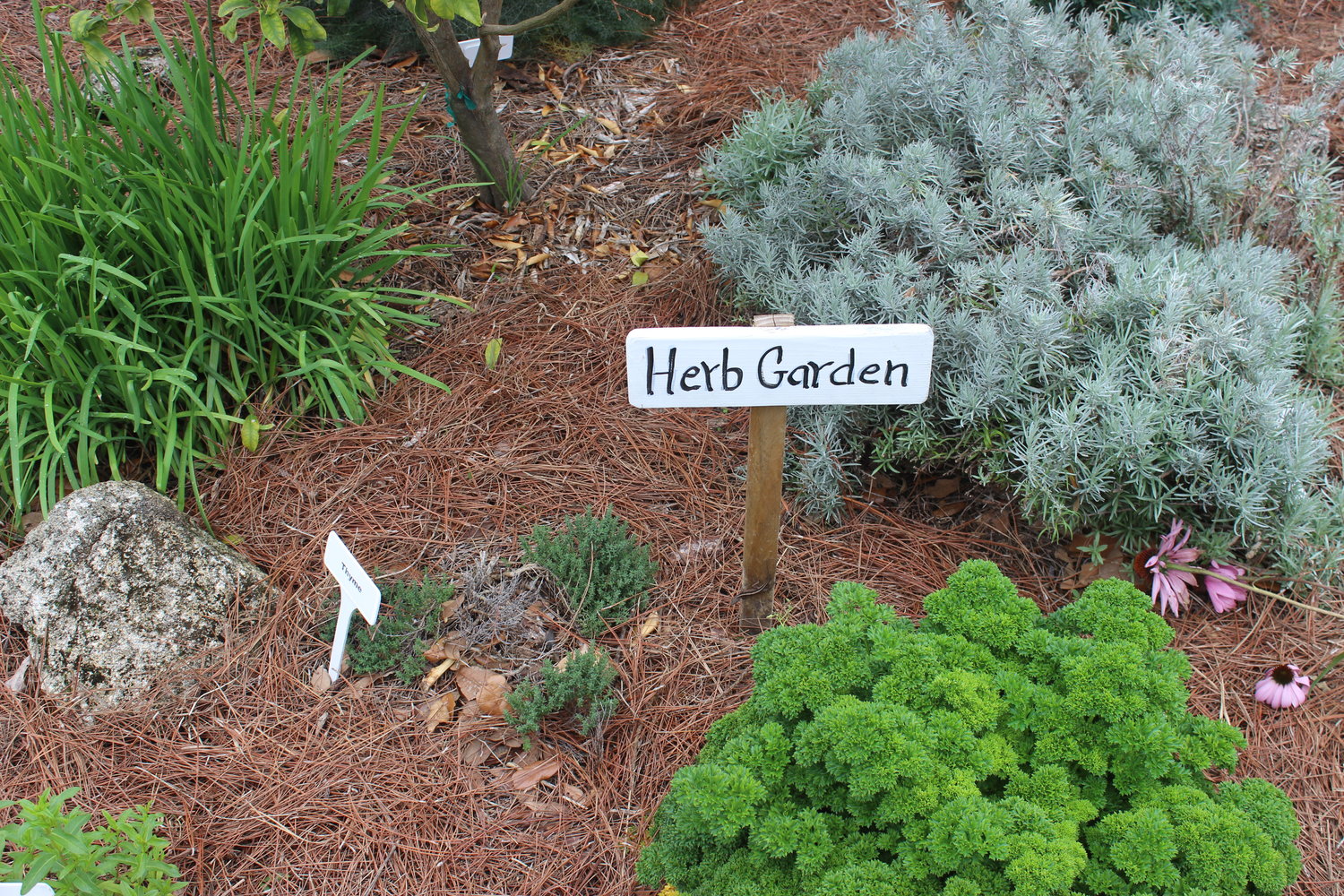 The Beaches Museum herb garden