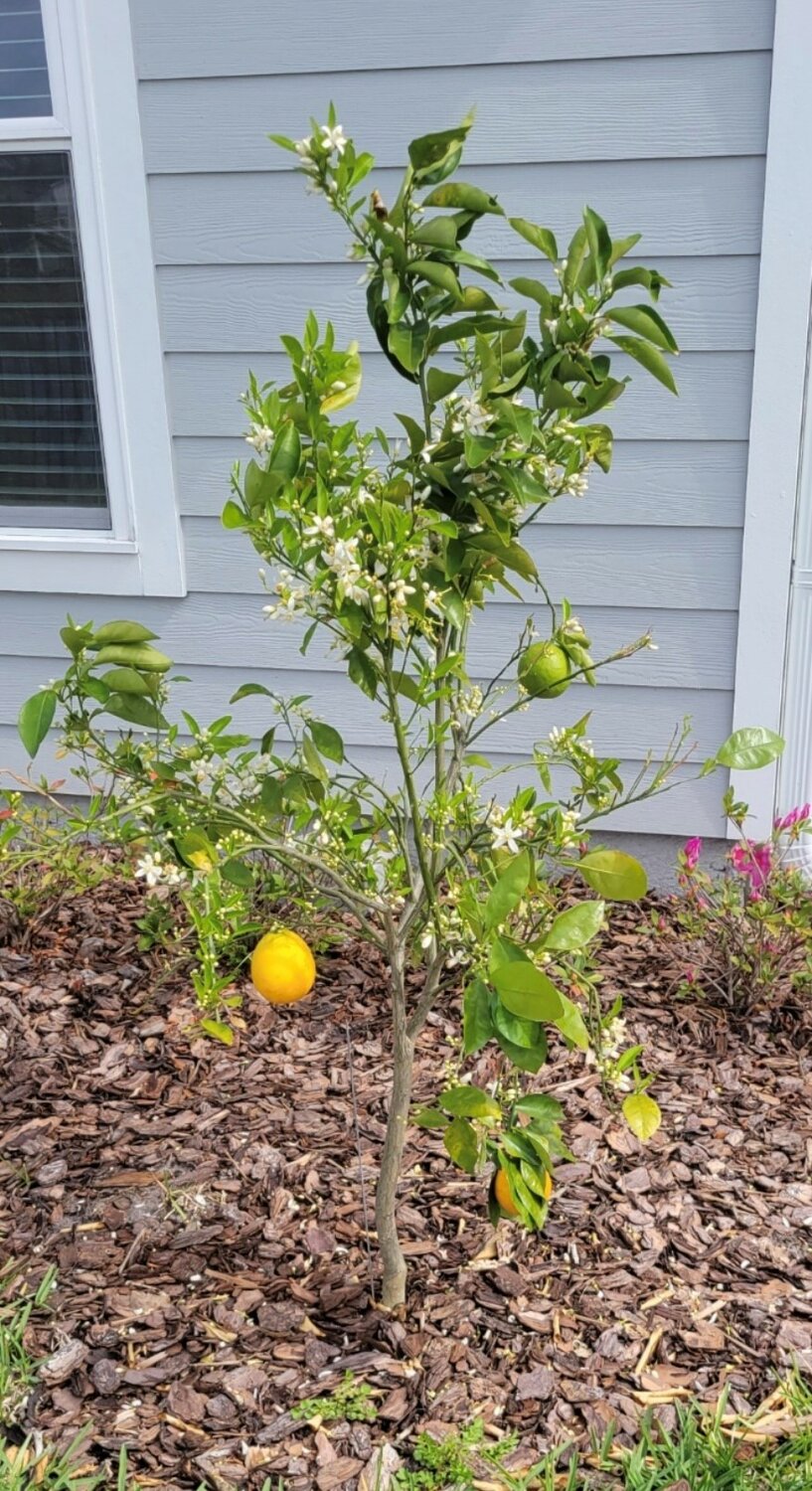 Citrus tree, newly planted with flowers and fruit